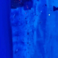 2F8F9B05-7679-40ED-98AE-2BC168F82C9C_1_106_c